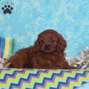 Wren, Cavapoo Puppy
